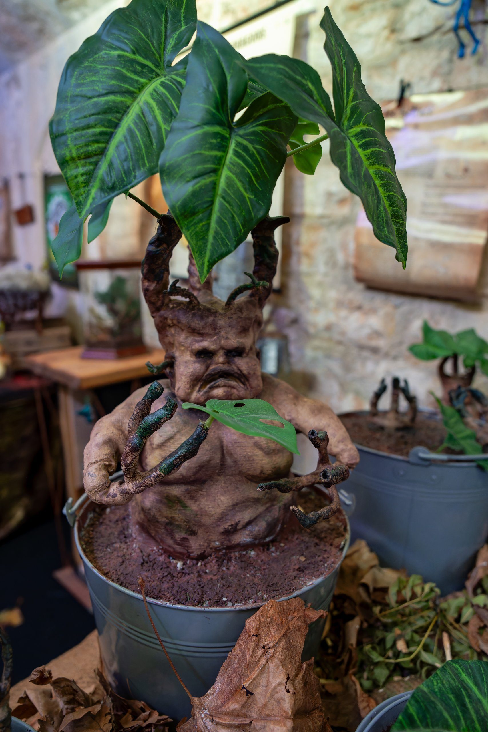 Photocall Les mandragores